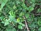 Arum sp.
